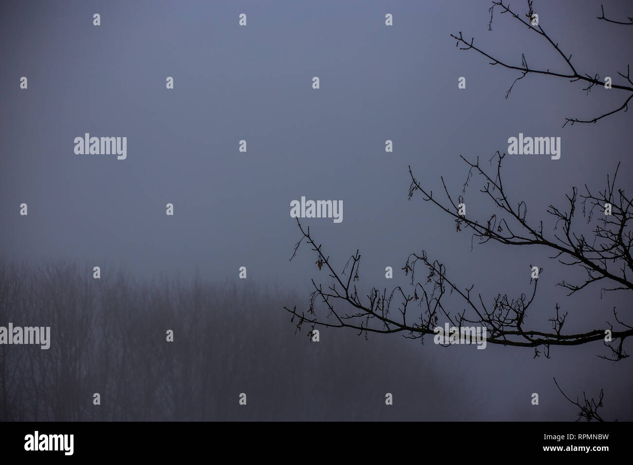Trees snow fog silhouette hi-res stock photography and images - Alamy