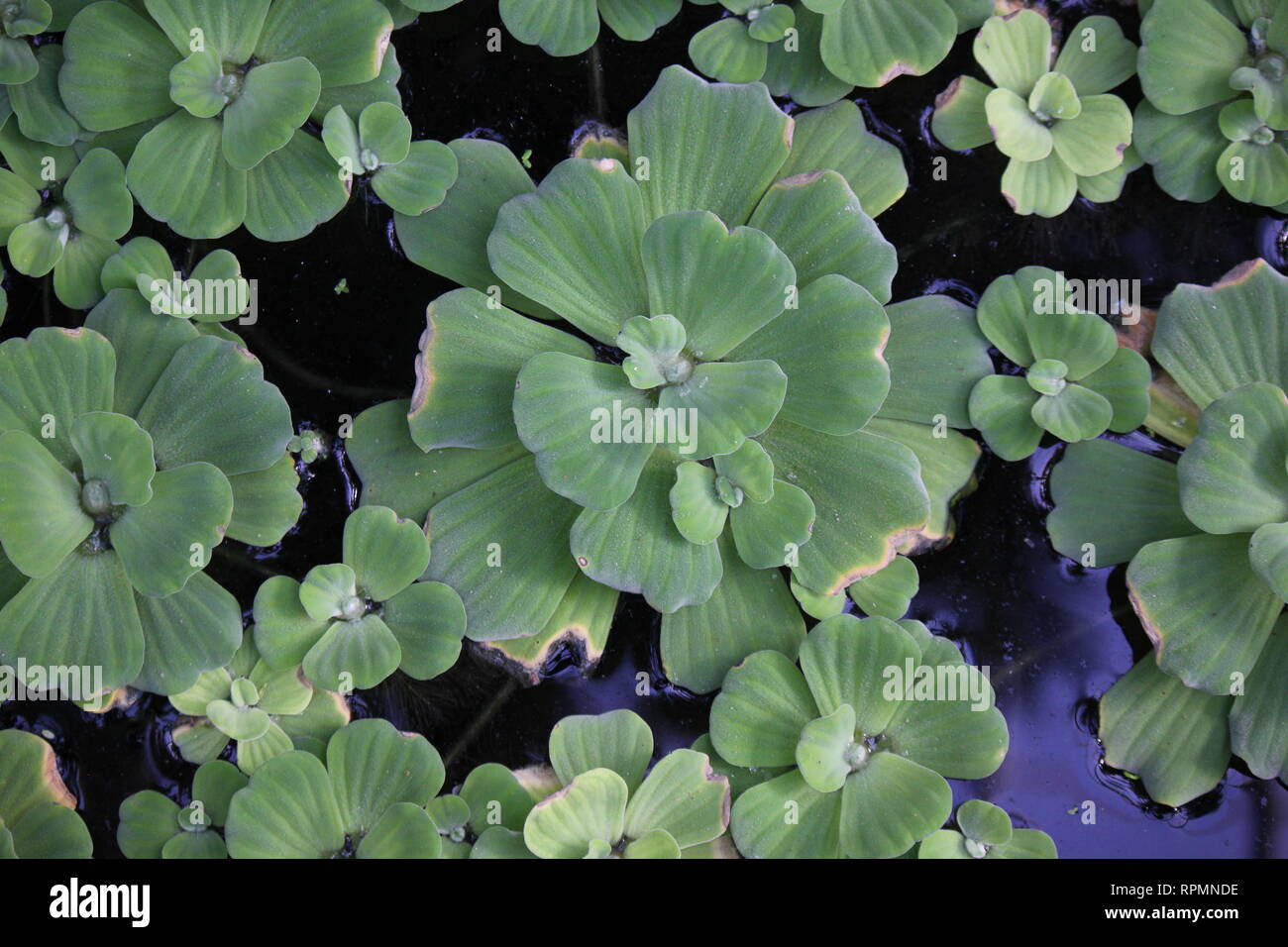 Flawless, stunning pistia water plant, water cabbage, water lettuce, Nile cabbage, or