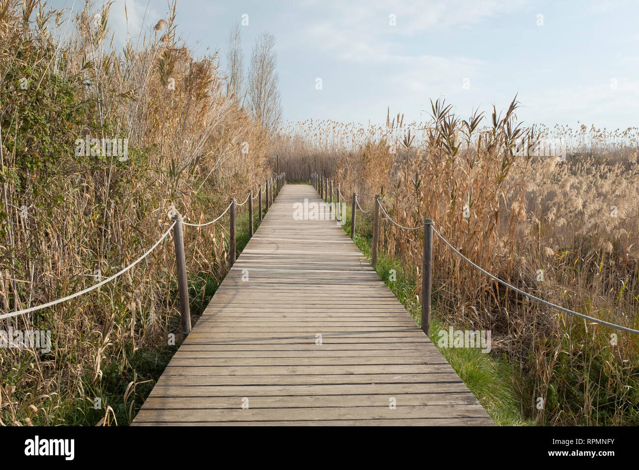Wooden walkway over Natural Areas of the Llobregat Delta. Barcelona province. Catalonia. Spain. Stock Photo