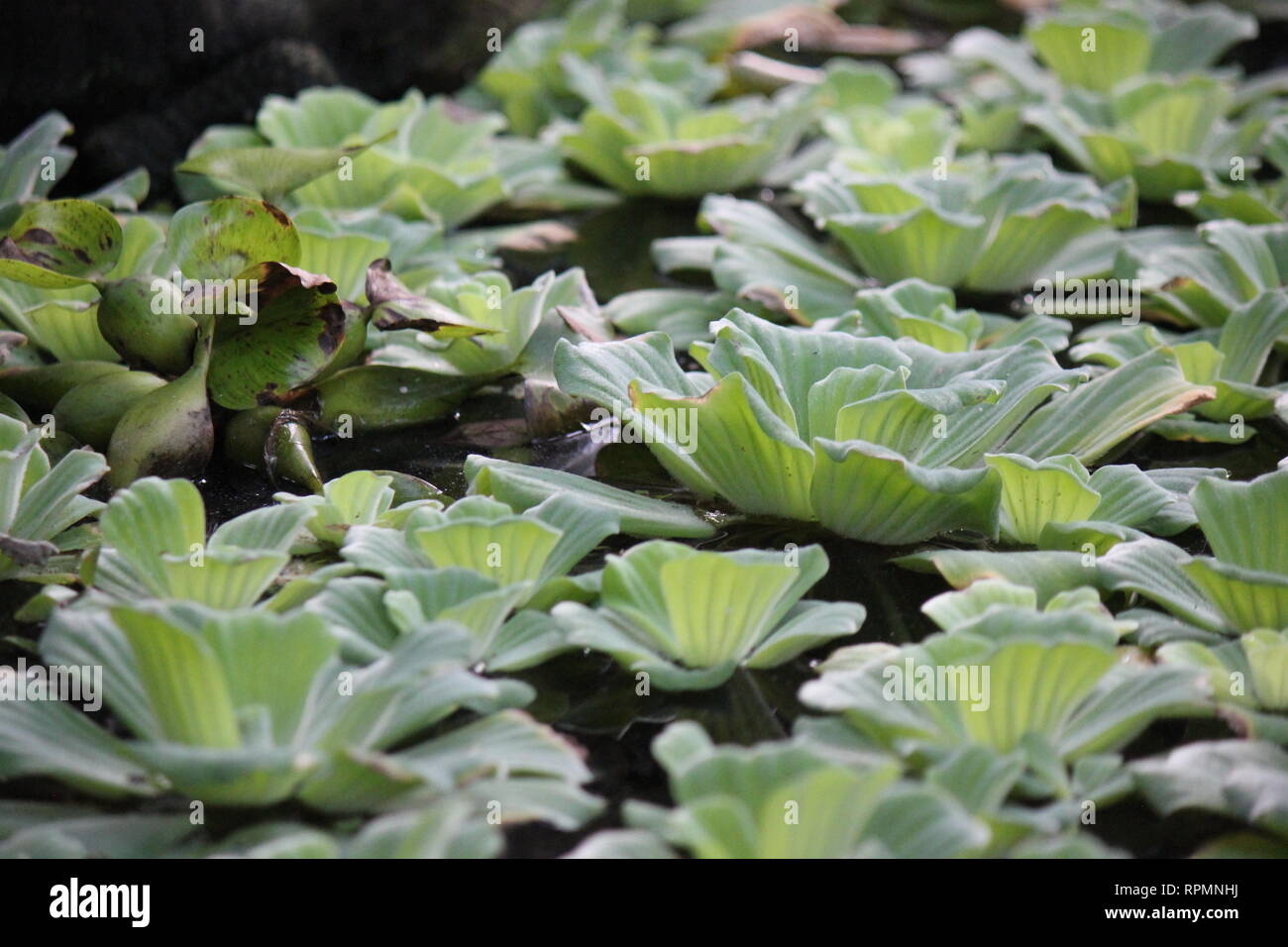 Flawless, stunning pistia water plant, water cabbage, water lettuce