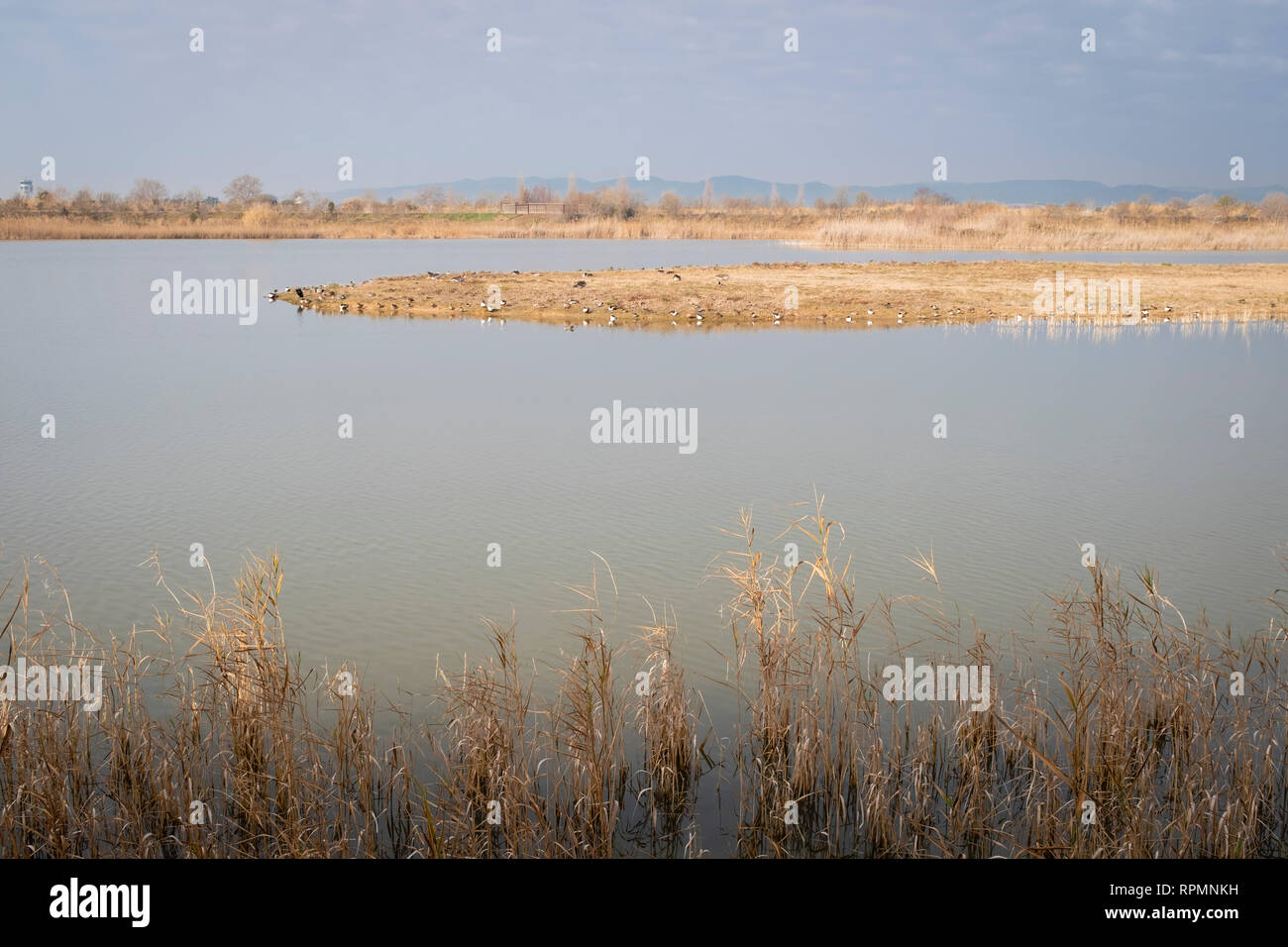Mixed wintering group of birds resting on a pond. Natural Areas of the Llobregat Delta. Barcelona province. Catalonia. Spain. Stock Photo
