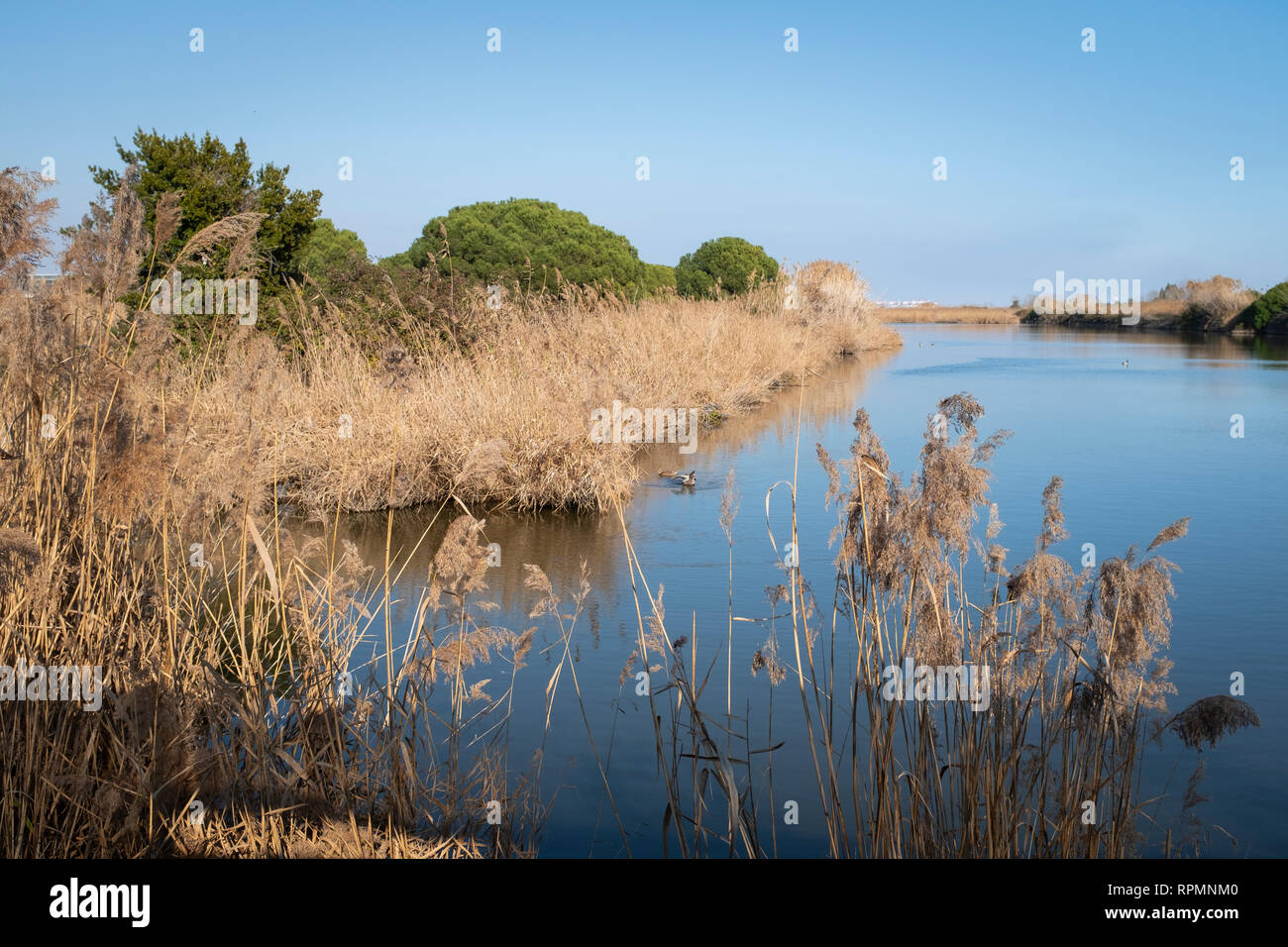 Water body surrounded by reeds at La Vidala. Natural Area of Remolar-Filipinas. Barcelona province. Catalonia. Spain. Stock Photo