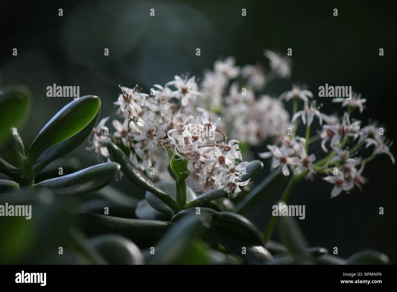 Flawless, stunning cultivated jade plant, lucky plant, money plant or money tree small white flowers. Stock Photo