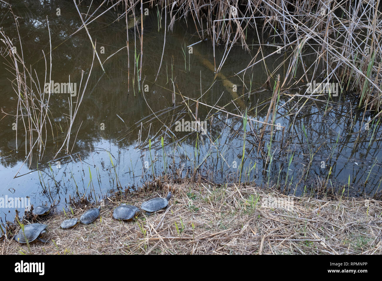 Red-eared slider (Trachemys scripta elegans) group resting on ground. Natural Areas of the Llobregat Delta. Barcelona province. Catalonia. Spain. Stock Photo