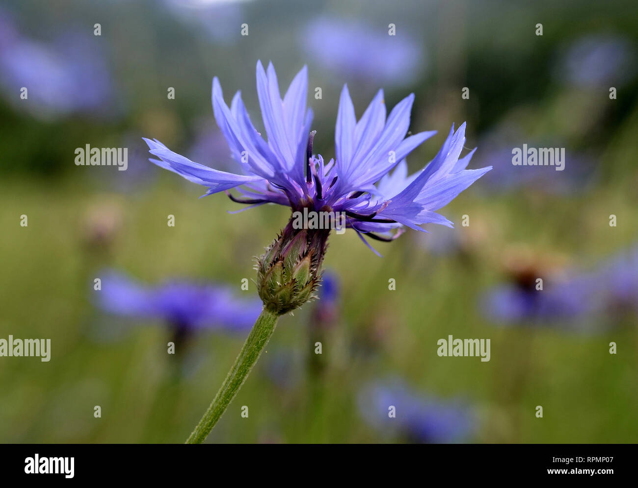 close-up of a wild cornflower in a Tuscan country meadow Stock Photo