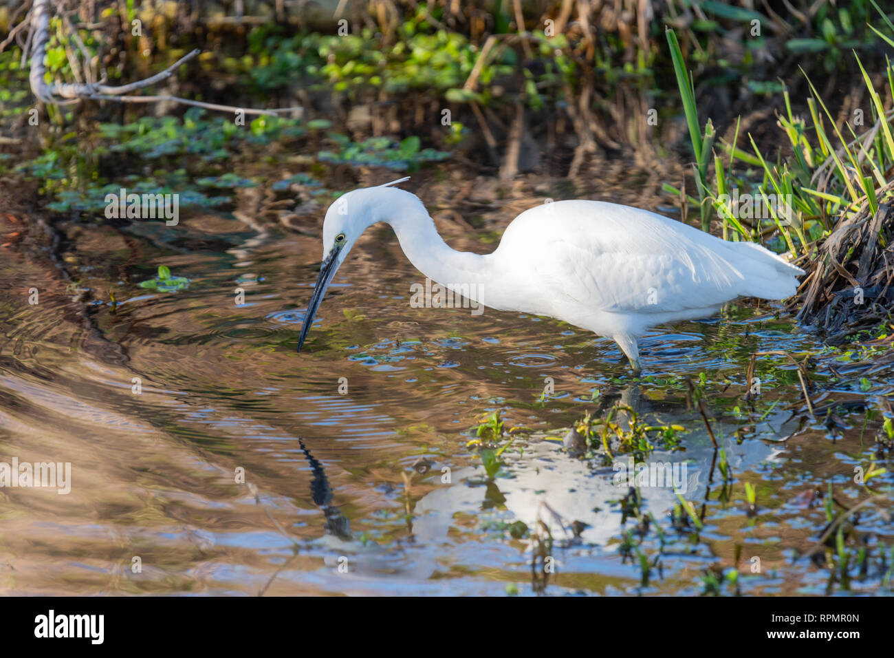 Little Egret bird (Egretta garzetta), River Lea, Bedfordshire, England Stock Photo