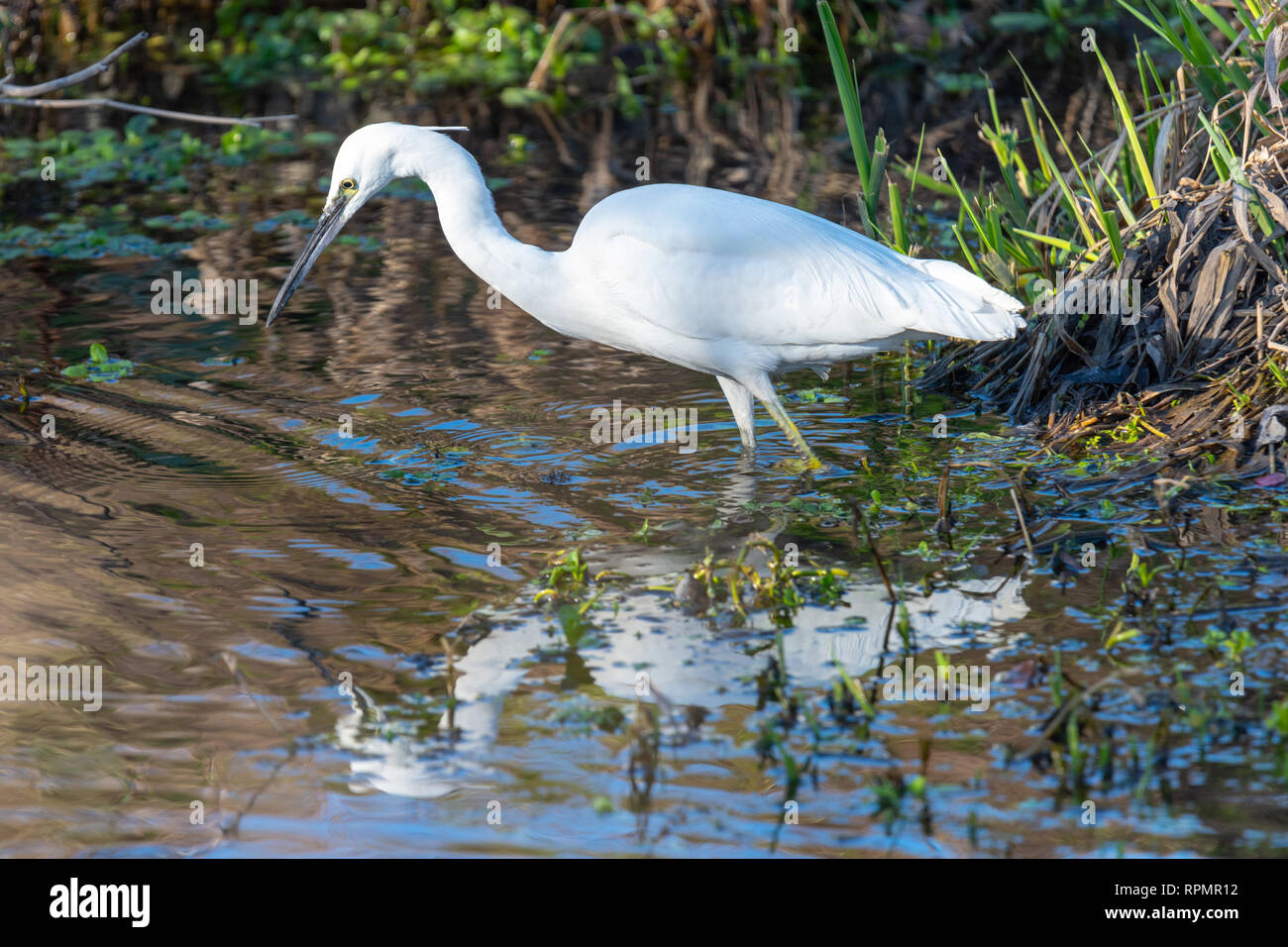 Little Egret bird (Egretta garzetta), River Lea, Bedfordshire, England Stock Photo