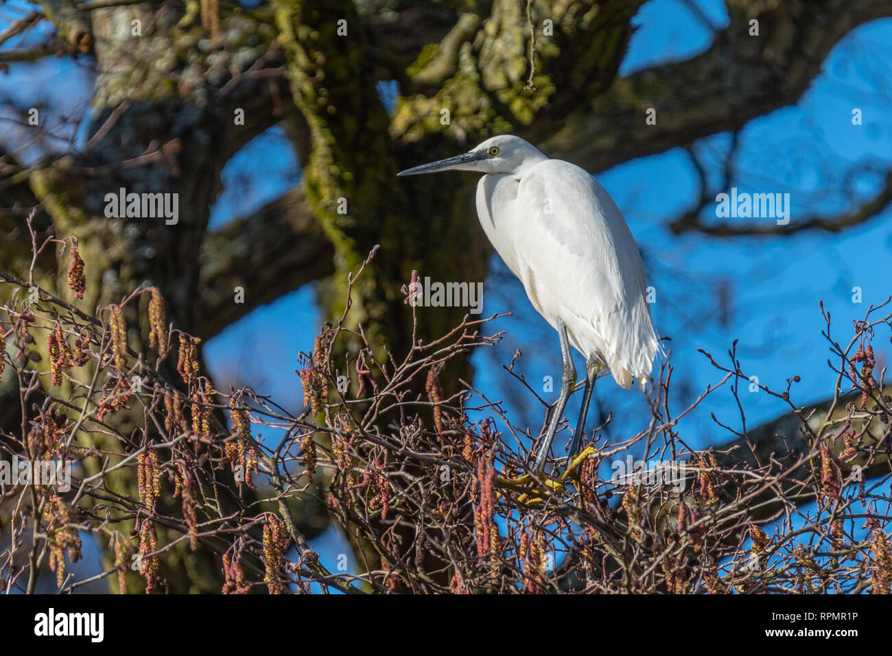 Little Egret bird (Egretta garzetta), River Lea, Bedfordshire, England Stock Photo