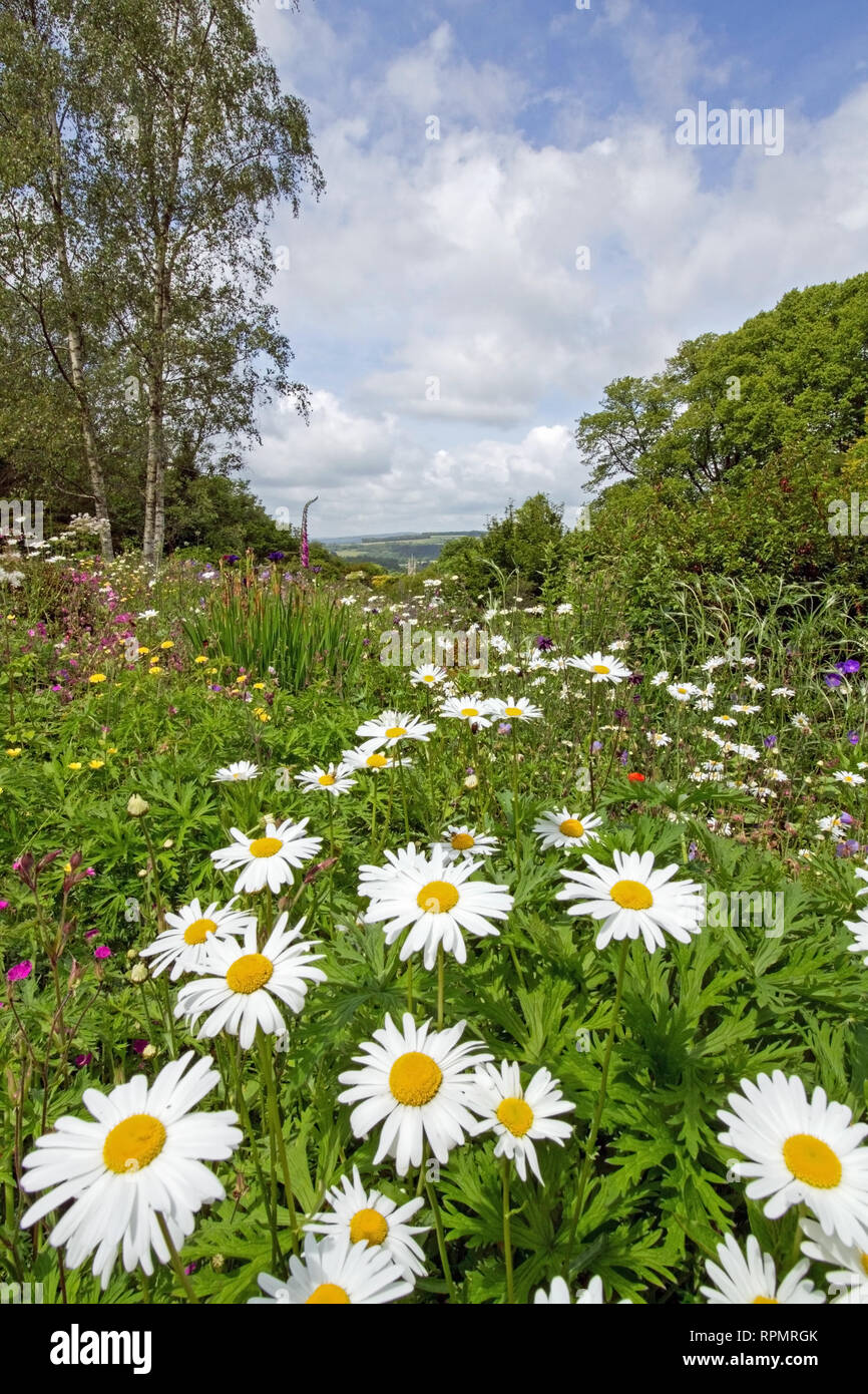 Garden House, Buckland Monachorum, view over wildflower meadow to church tower featuring Ox Eye daisies Stock Photo