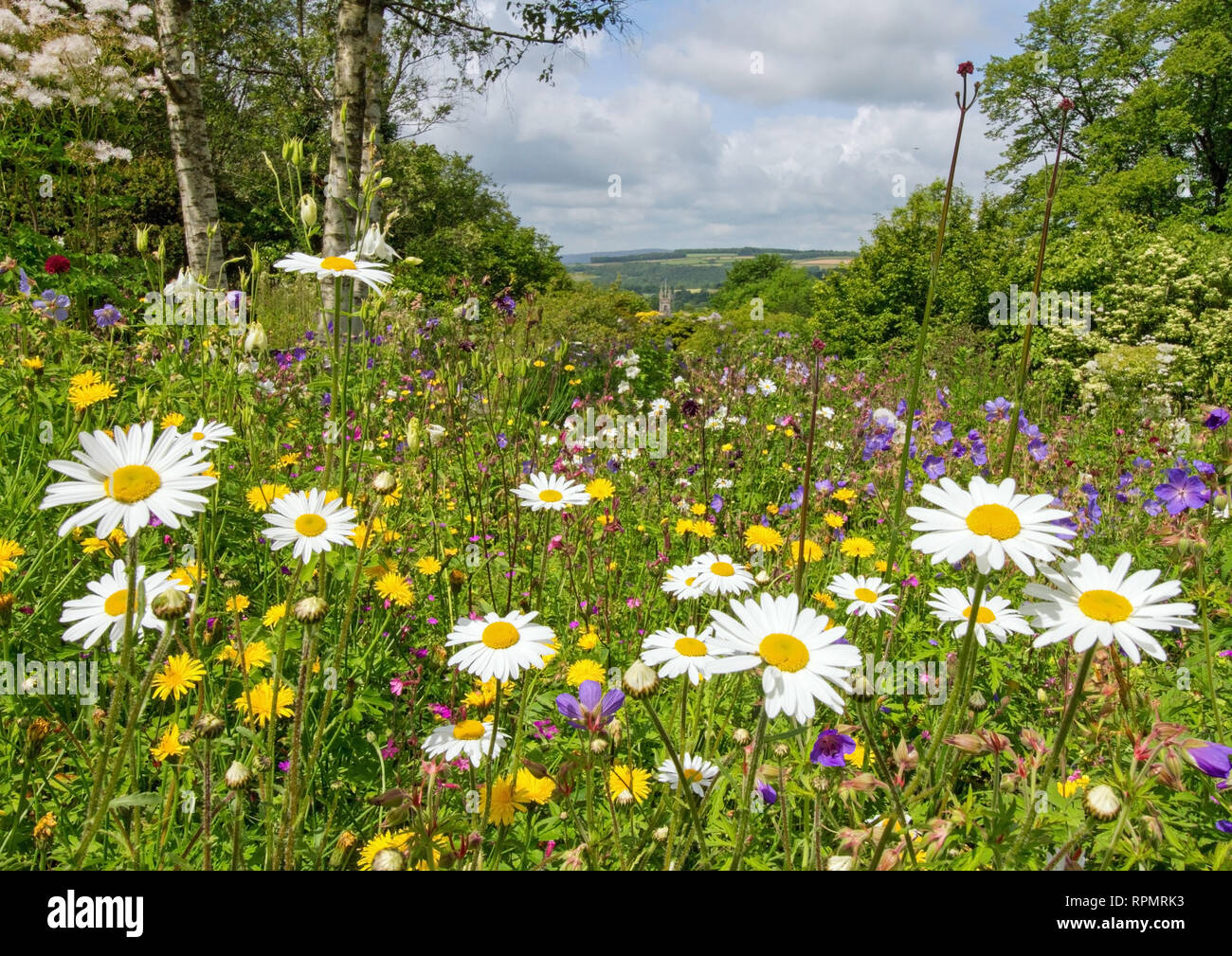 Garden House, Buckland Monachorum, view over wildflower meadow to church tower featuring Ox Eye daisies Stock Photo