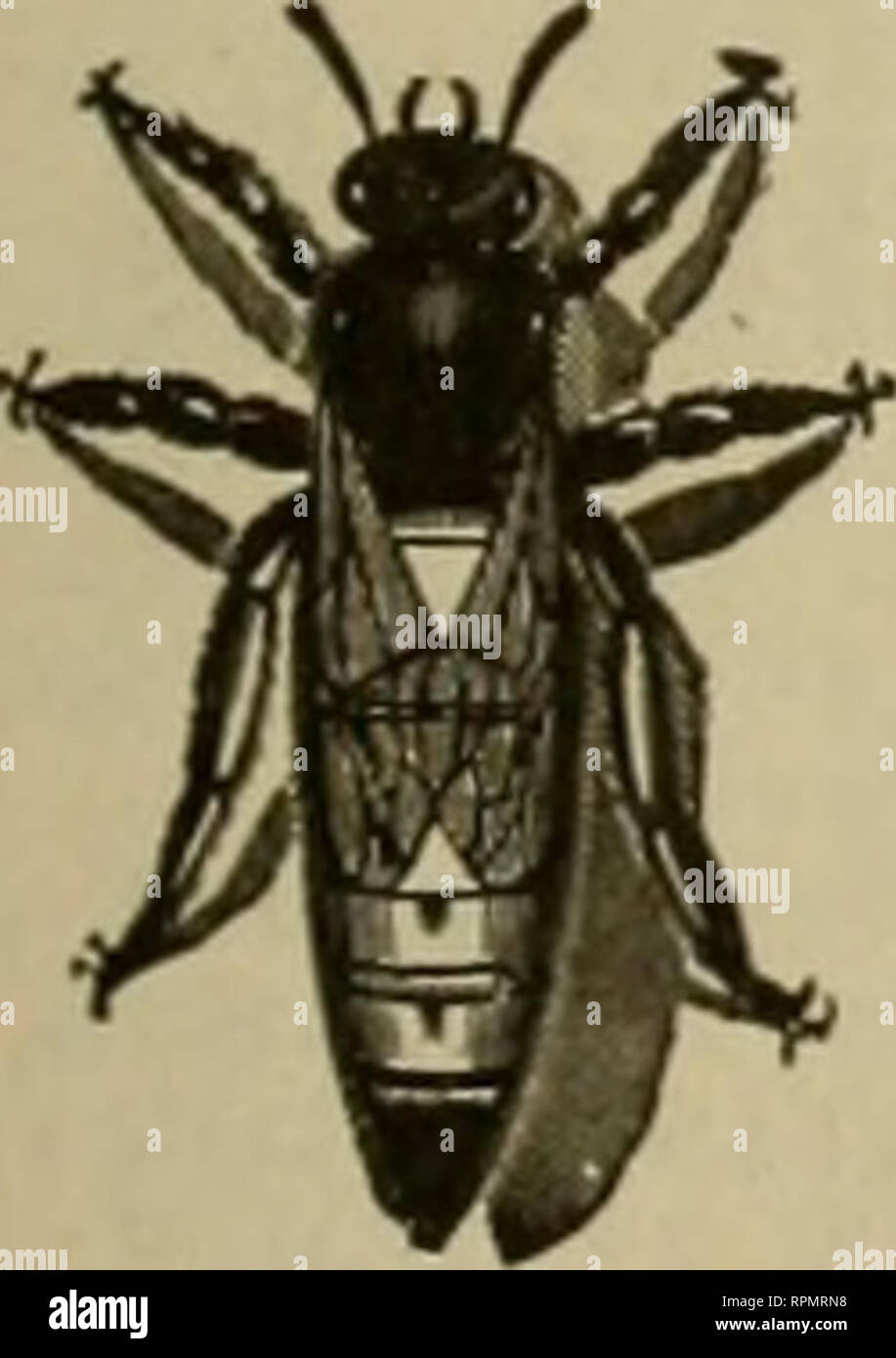 American Bee Journal Bee Culture Bees July 6 1905 The American Bee Journal 475 Columbia One Piece Sections June Bargain Stock C Following Prices I We Have 300 000 No 2 4 1 4 X 1