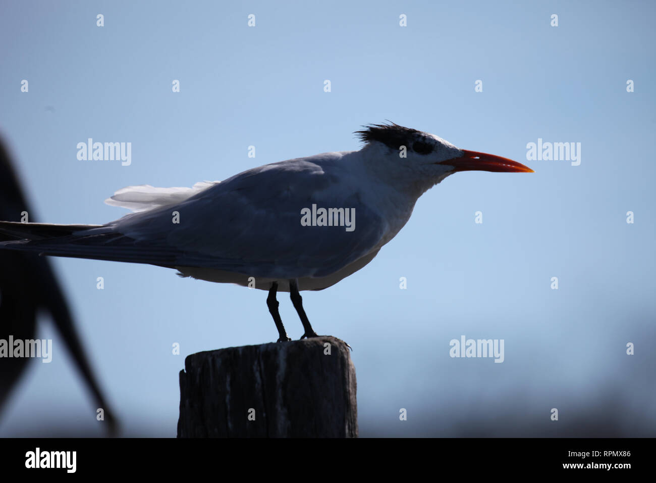 Royal tern sitting on a wooden post in a river estuary costa rica, american continent Stock Photo