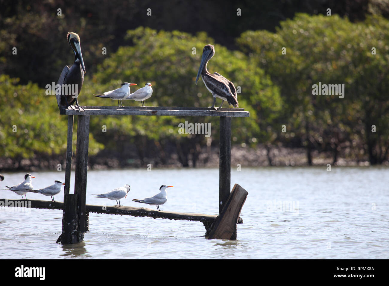 two 2 pelicans sitting on wooden stands, costa rica, south america, Stock Photo