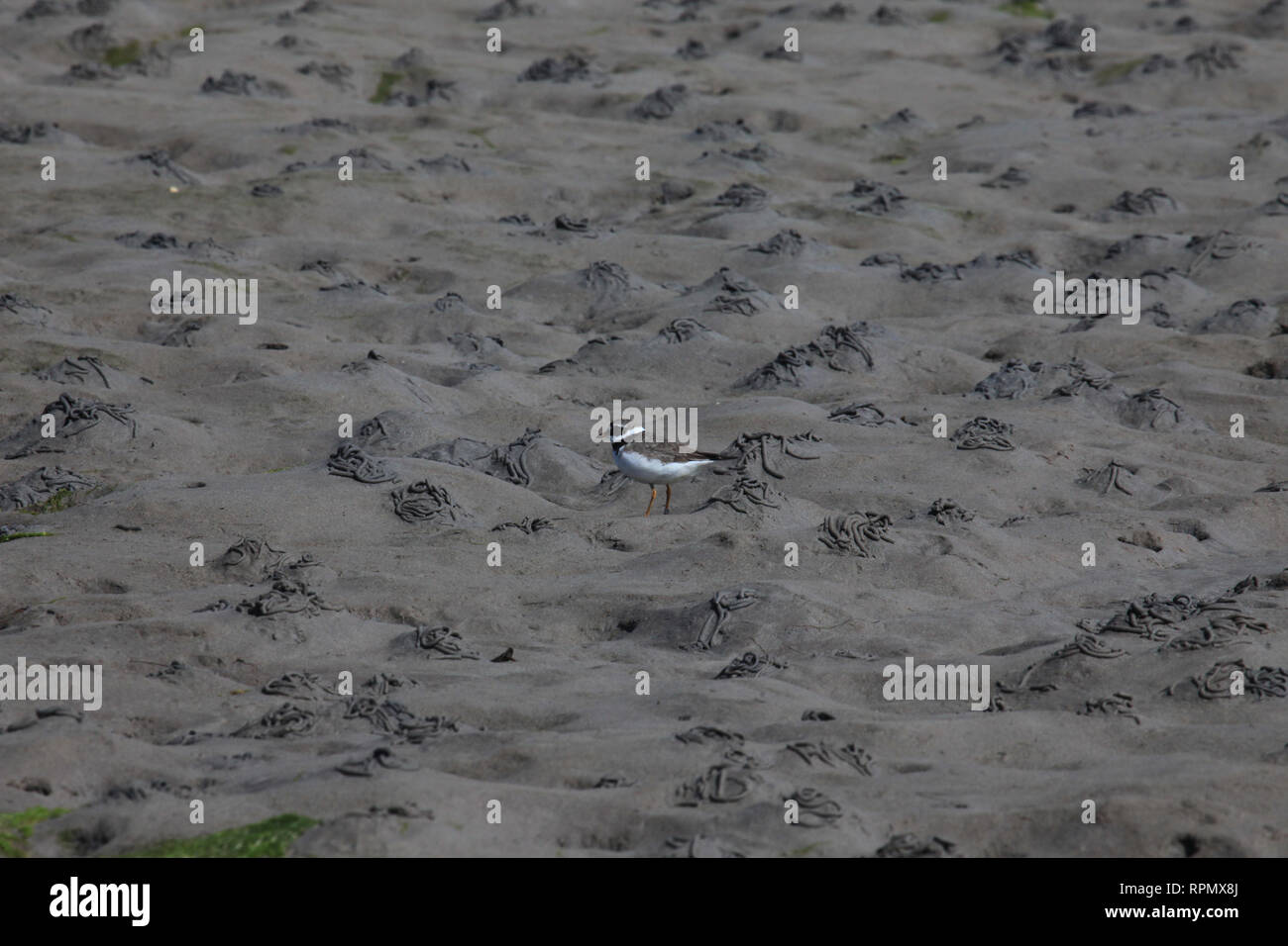 small sea bird foraging for food along the atlantic seashore, ireland Stock Photo