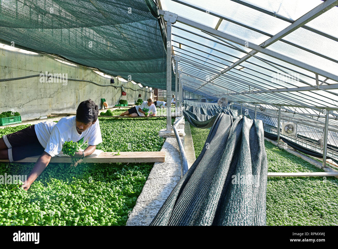 Basil picking by hand at Azienda Agricola Ruggero Rossi, a family-run basil grower specialised in the cultivation of DOP Genoese basil. Stock Photo