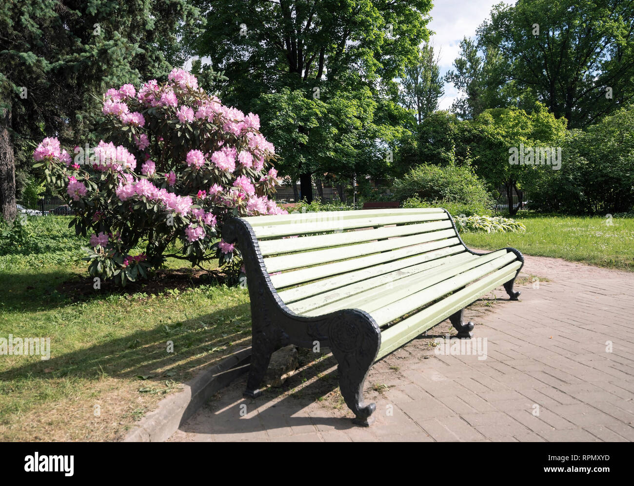 An empty bench in the garden with a flowering Rhododendron Bush. Stock Photo