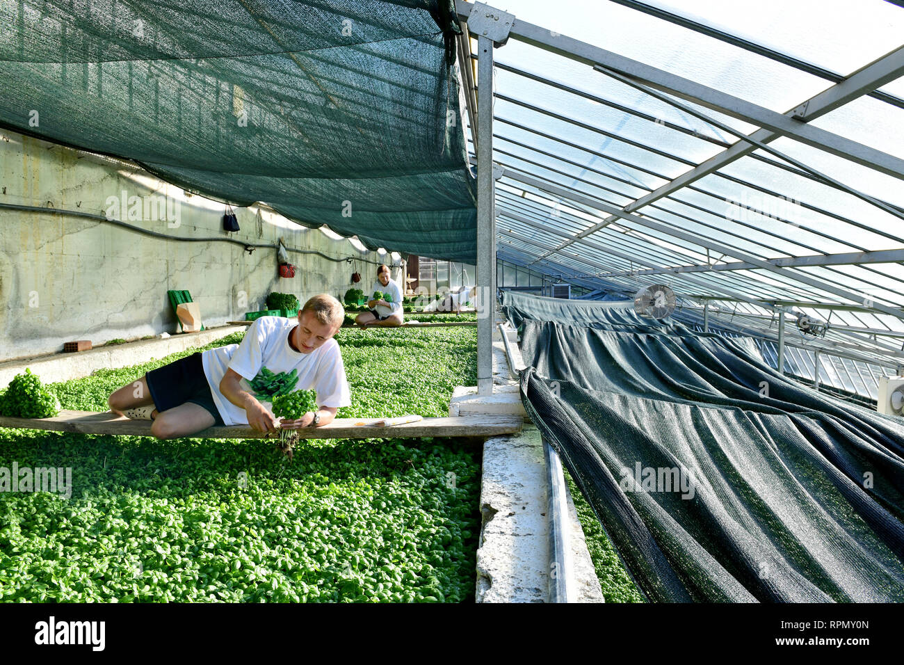 Basil picking by hand at Azienda Agricola Ruggero Rossi, a family-run basil grower specialised in the cultivation of DOP Genoese basil. Stock Photo