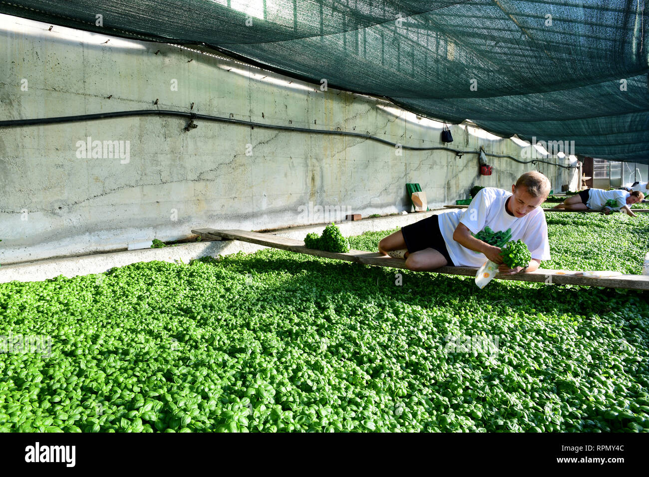 Basil picking by hand at Azienda Agricola Ruggero Rossi, a family-run basil grower specialised in the cultivation of DOP Genoese basil. Stock Photo