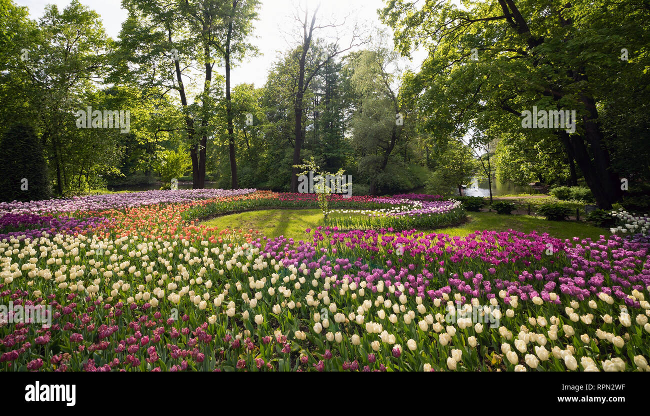 Tulips in the spring Park on Elagin island, St. Petersburg . Stock Photo
