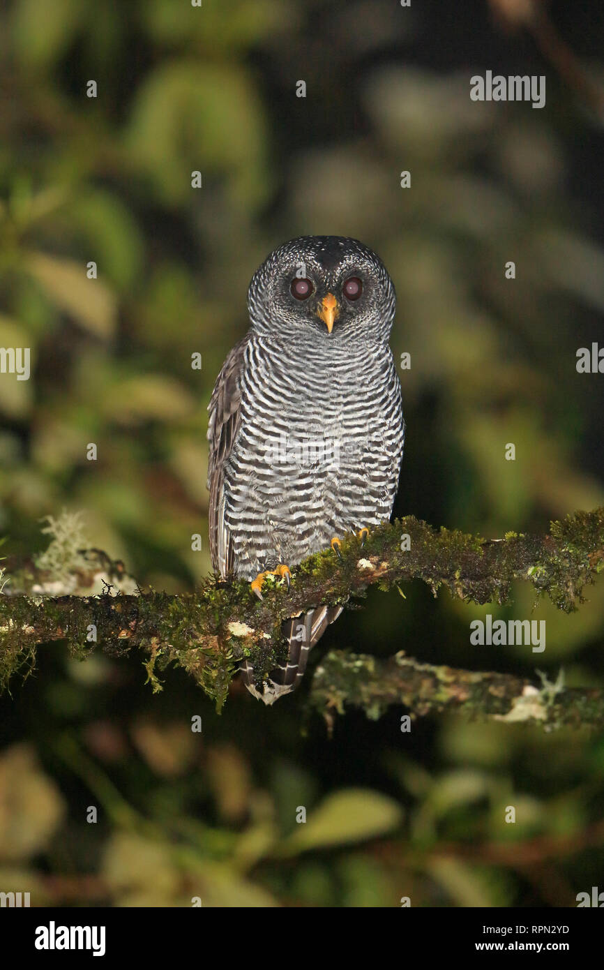 pulsatrix melanota Band-bellied Owl Band-bellied Owl (Pulsatrix melanota). Copyright