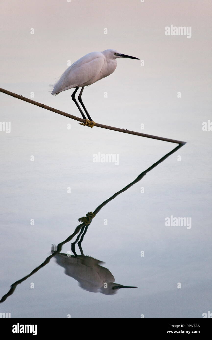 zoology / animals, avian / birds (Aves), Little Egret (Egretta Garzetta), Majorca, Spain, Additional-Rights-Clearance-Info-Not-Available Stock Photo