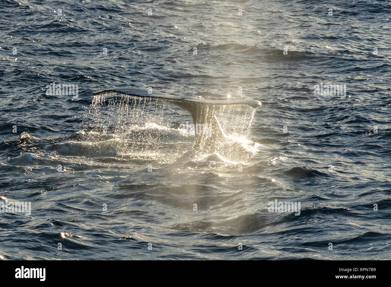 Humpback Whale Tail Fluke off South Georgia Stock Photo