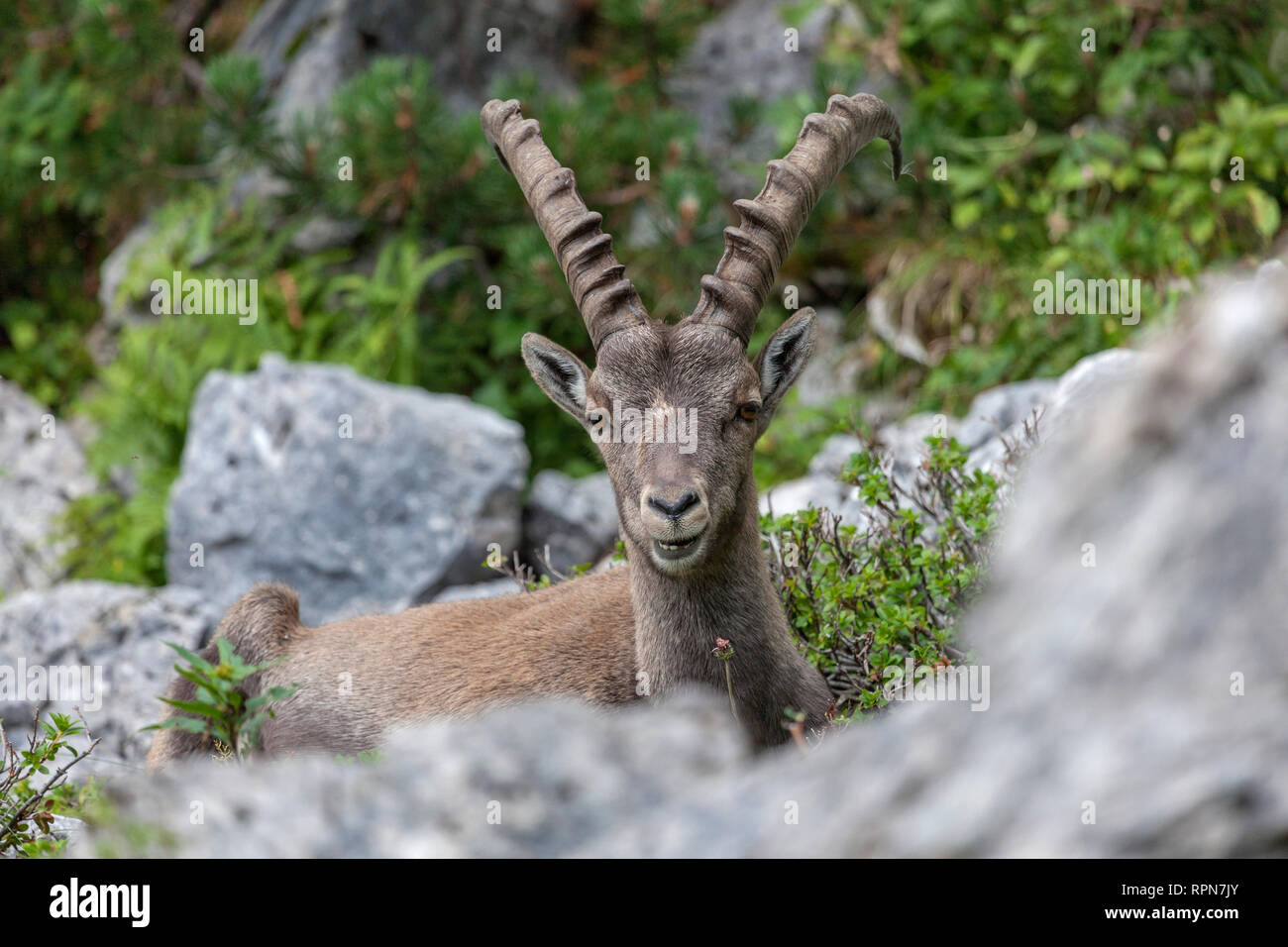 Zoology Animals Mammal Mammalian Goats Capra