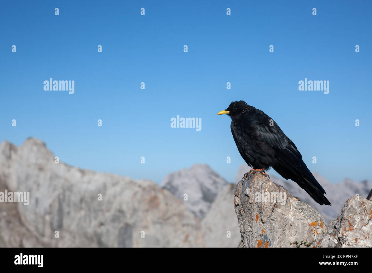 zoology / animals, avian / bird, Alpine Chough, (Pyrrhocorax graculus), in the Karwendel Mountains, di, Additional-Rights-Clearance-Info-Not-Available Stock Photo