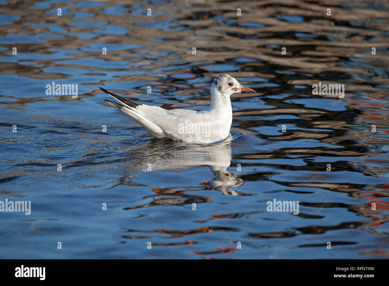 zoology / animals, avian / bird, White-headed Gull, (Chroicocephalus ridibundus), with rest of her juv, Additional-Rights-Clearance-Info-Not-Available Stock Photo