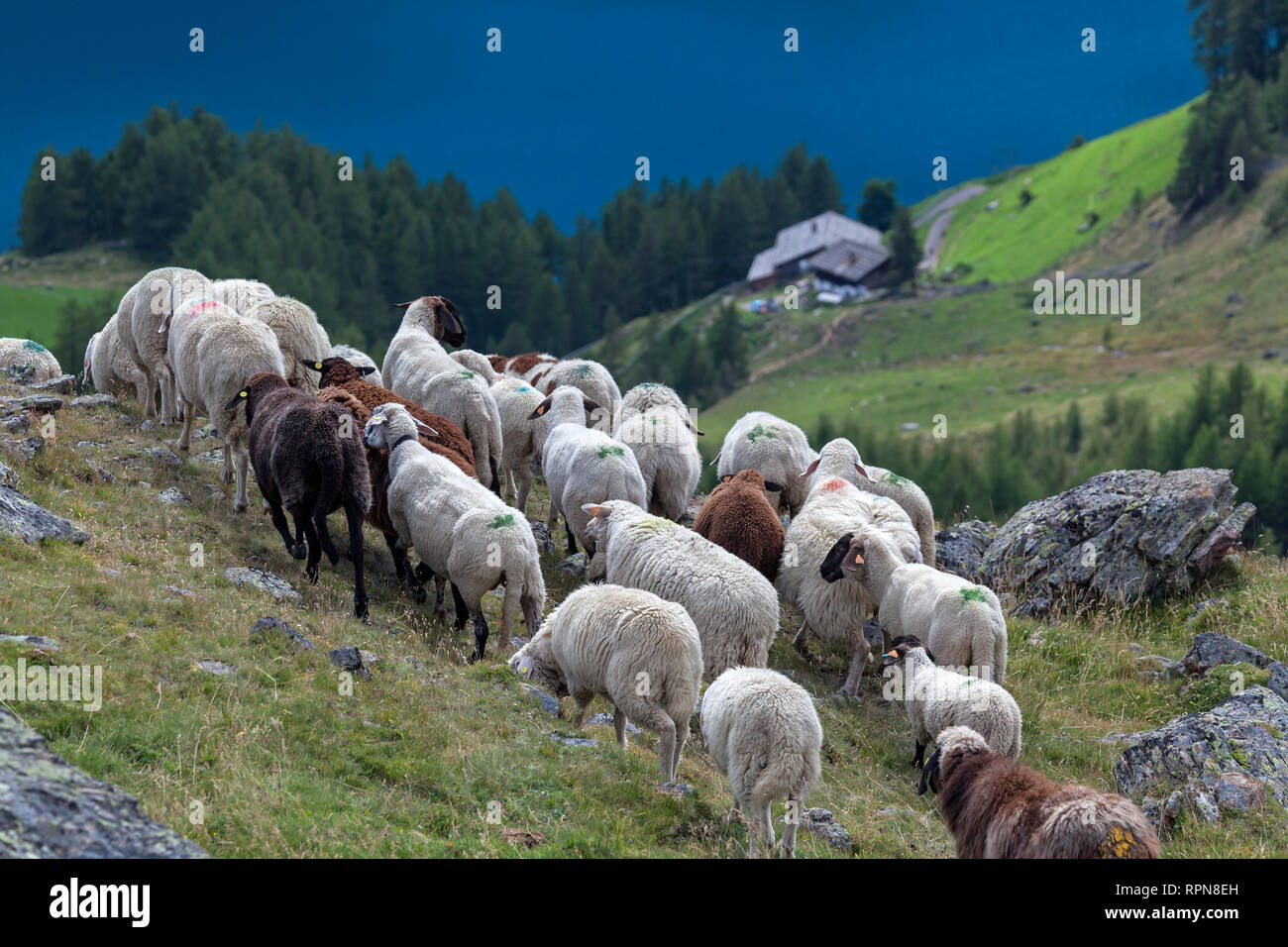 zoology / animals, mammal / mammalian, moving down from Tisen Valley to Vernagt damn, cattle drive of , Additional-Rights-Clearance-Info-Not-Available Stock Photo