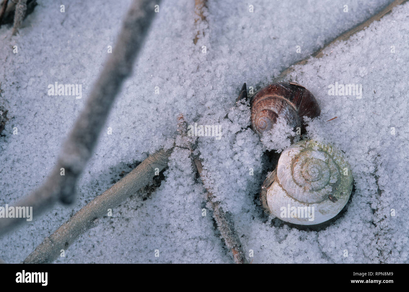 zoology / animals, mollusc (Mollusca), two snail shell in the snow, Klosterneuburg, Austria, Europe, Additional-Rights-Clearance-Info-Not-Available Stock Photo