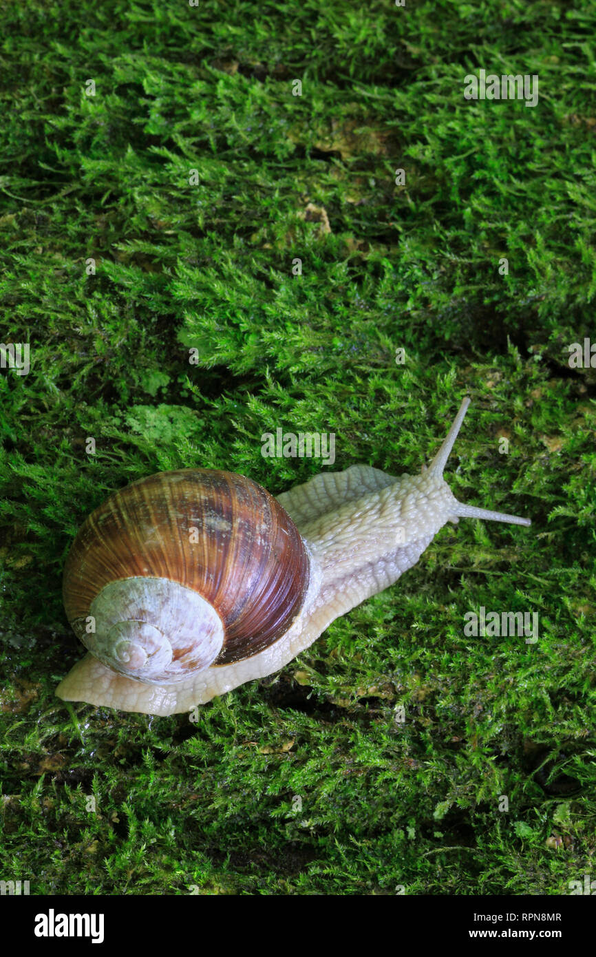 zoology / animals, mollusc (Mollusca), edible snail, helix pomatia, escargot, Switzerland, Additional-Rights-Clearance-Info-Not-Available Stock Photo