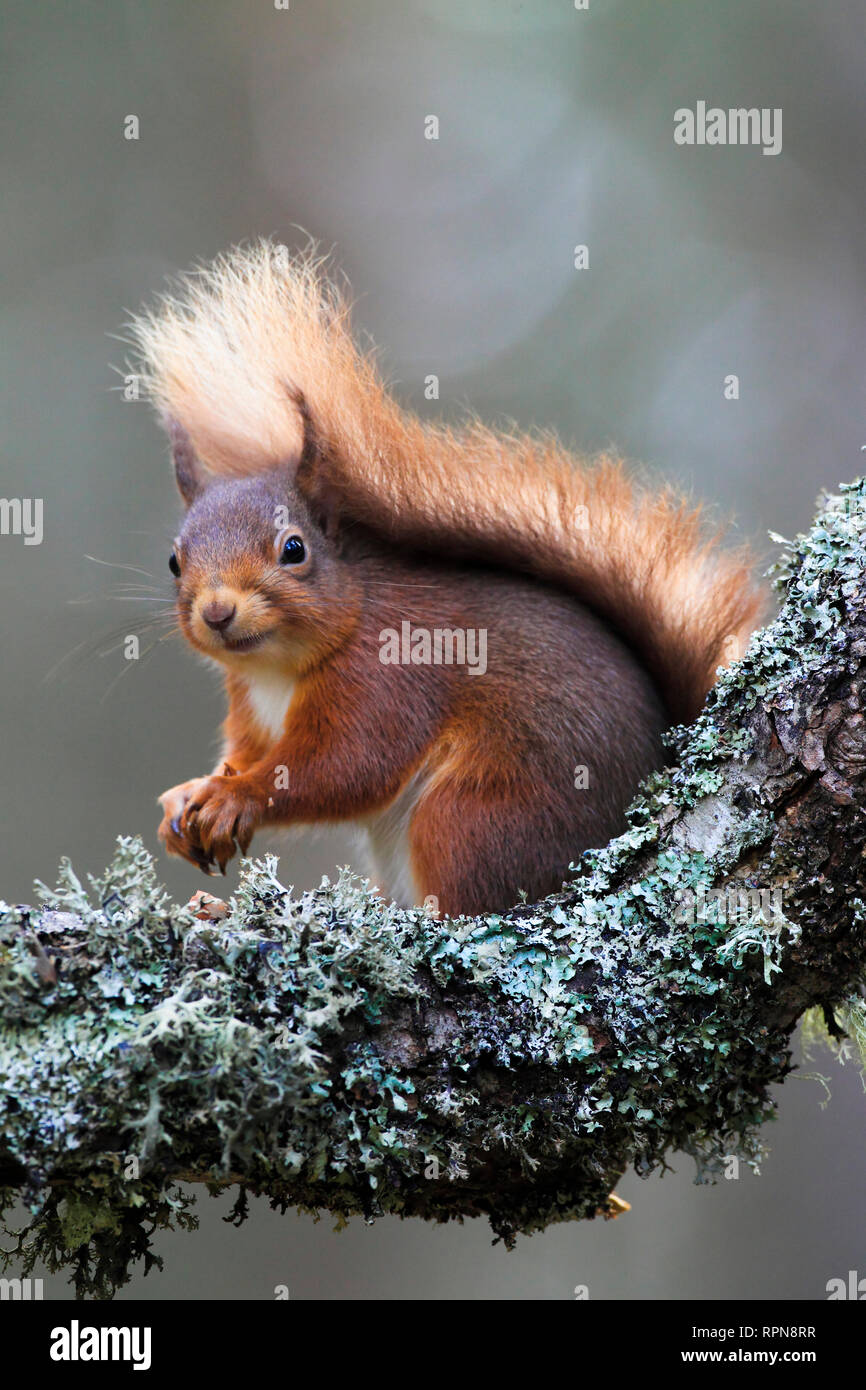 zoology / animals, mammal (mammalia), European squirrel, Sciurus vulgaris, Eurasian Red Squirrel, Cair, Additional-Rights-Clearance-Info-Not-Available Stock Photo