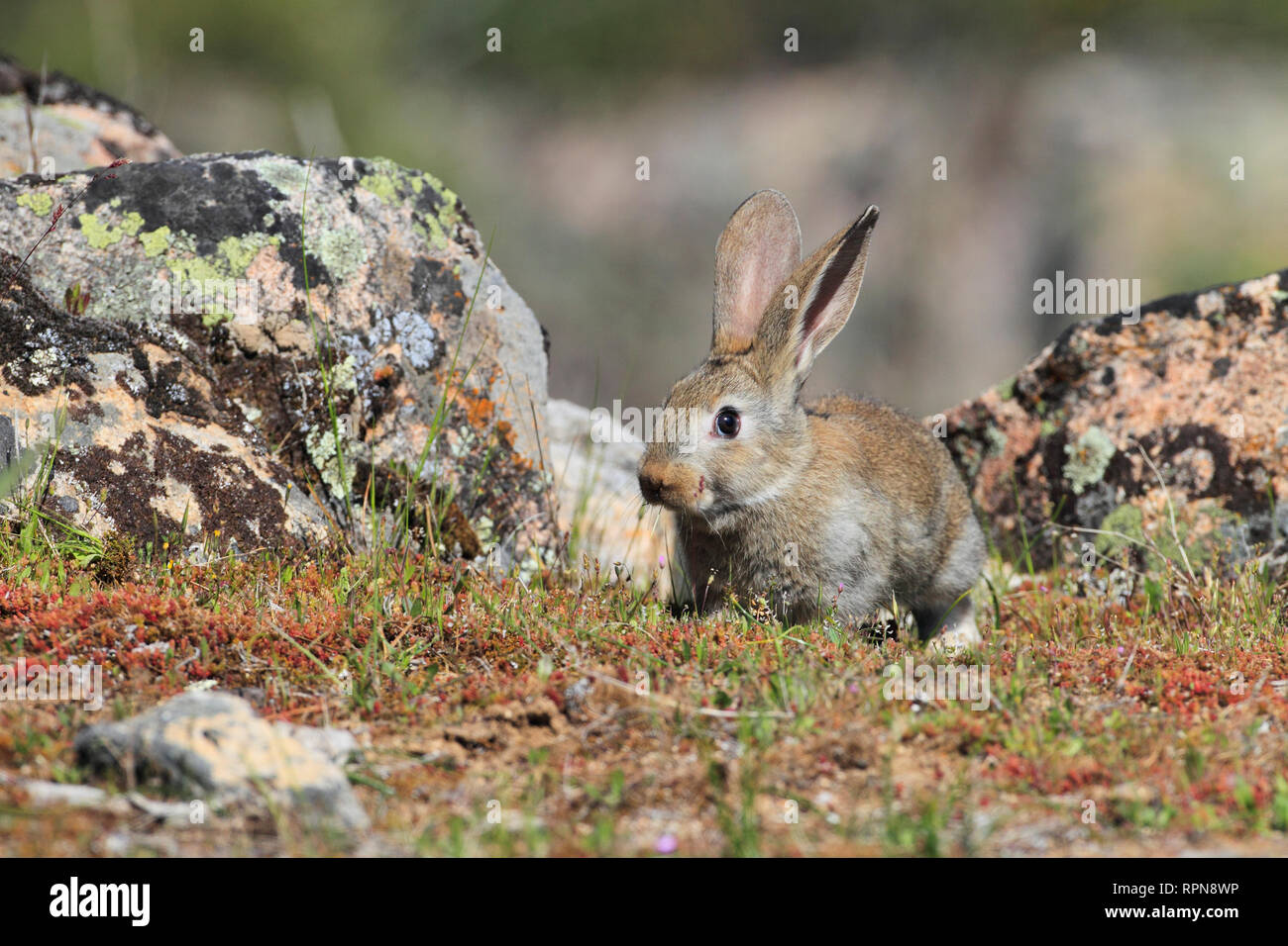 zoology / animals, mammal (mammalia), Rabbit, Oryctolagus cuniculus, Spain, Additional-Rights-Clearance-Info-Not-Available Stock Photo