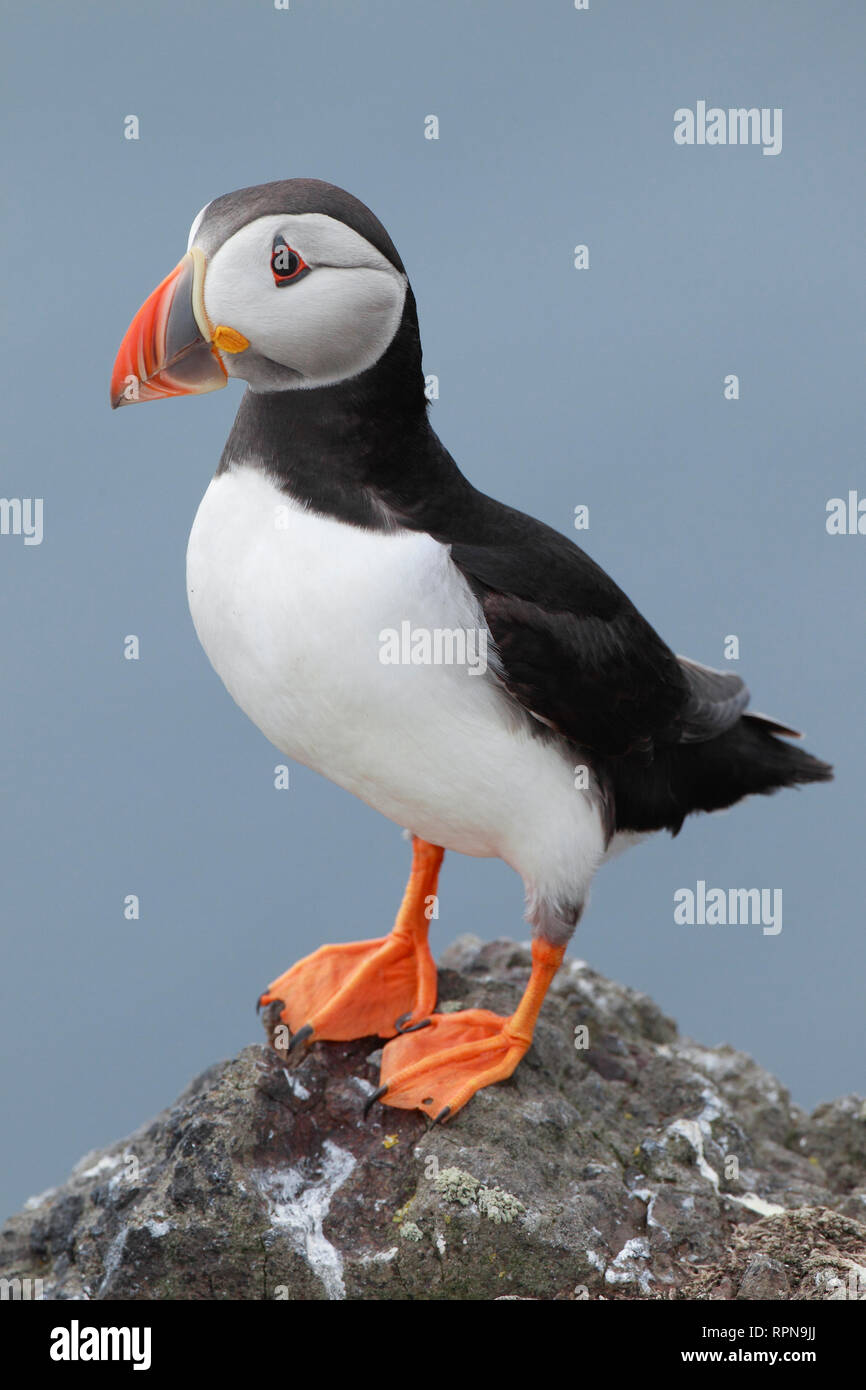 zoology / animals, birds (Aves), Atlantic Puffin, Fratercula arctica, atlantic puffin, Additional-Rights-Clearance-Info-Not-Available Stock Photo
