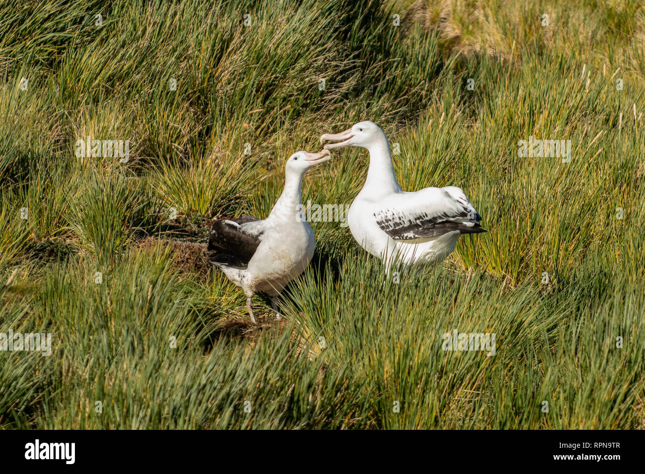Huge white albatross hi-res stock photography and images - Alamy