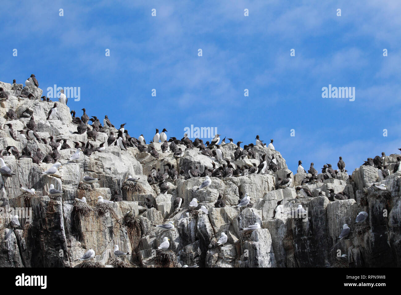 zoology / animals, birds (Aves), Common Guillemot, Common Guillemot, Uriah aalge, Additional-Rights-Clearance-Info-Not-Available Stock Photo