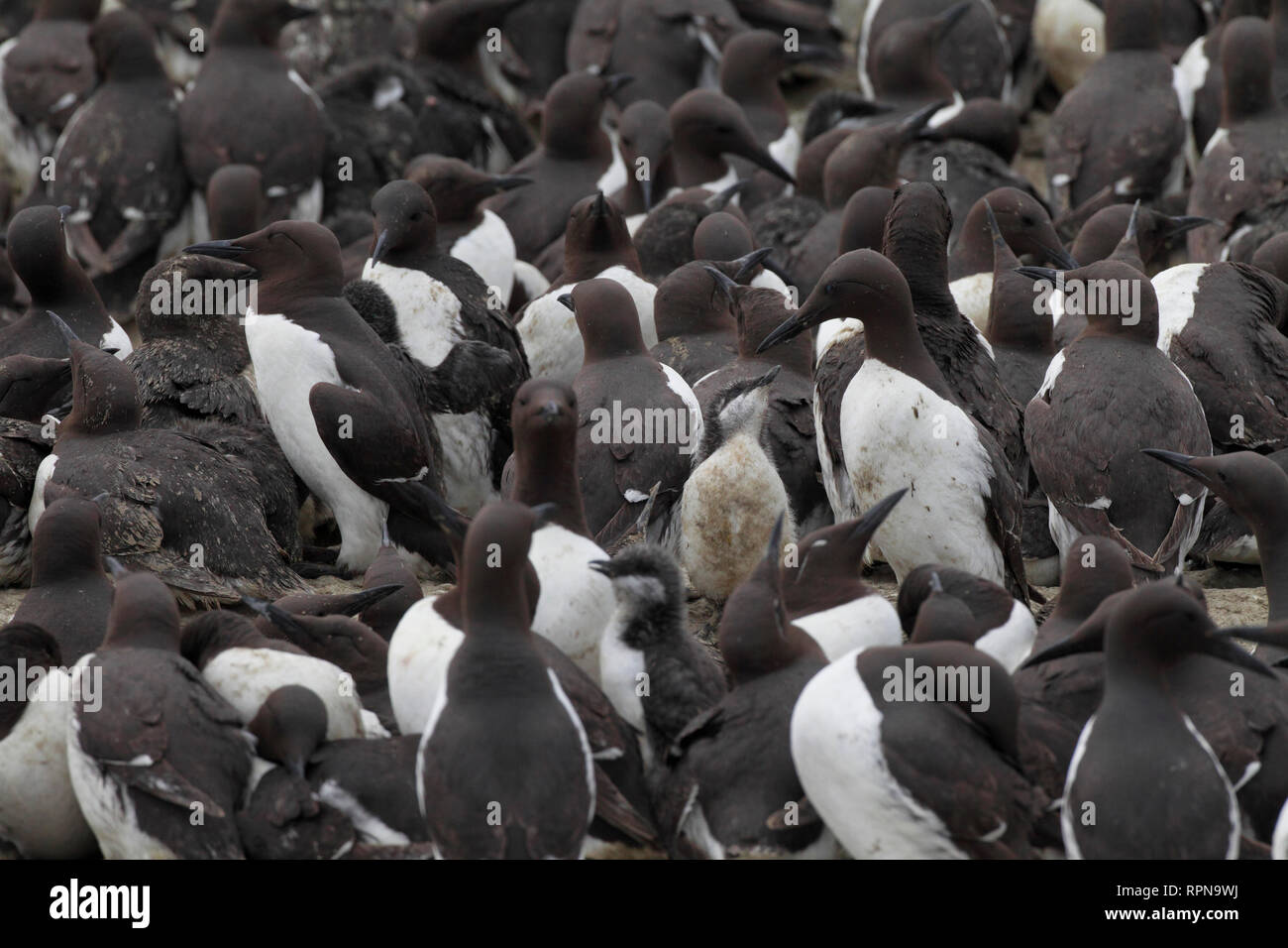 zoology / animals, birds (Aves), Common Guillemot, Common Guillemot, Uriah aalge, Additional-Rights-Clearance-Info-Not-Available Stock Photo