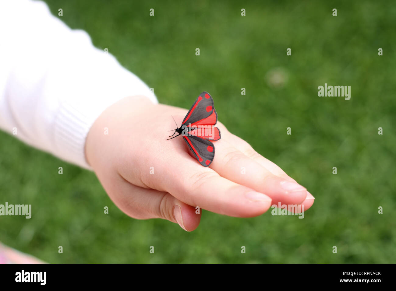 This red and black winged moth is a cinnabar moth. Photograph captured in a garden in Staffordshire, UK in June Stock Photo