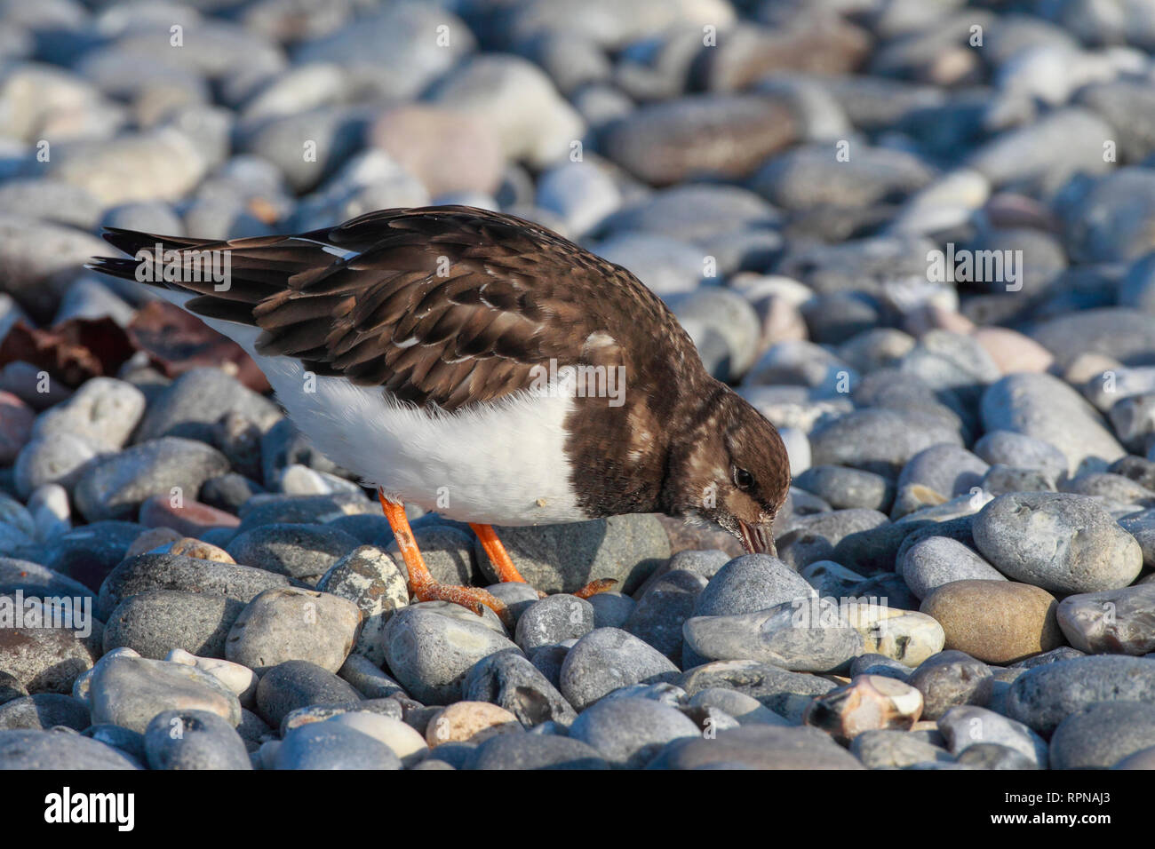 zoology / animals, birds (Aves), Ruddy Turnstone, Arenaria interpres, Germany, Additional-Rights-Clearance-Info-Not-Available Stock Photo