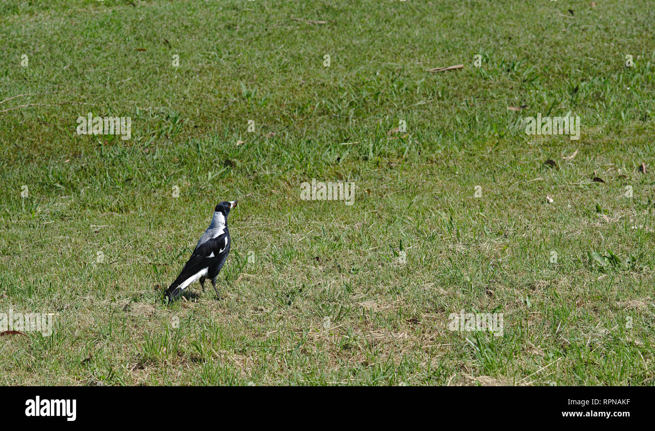 Distant view of magpie bird on green grass on sunny day Stock Photo
