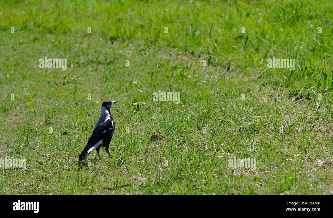 Distant view of magpie bird on green grass on sunny day Stock Photo