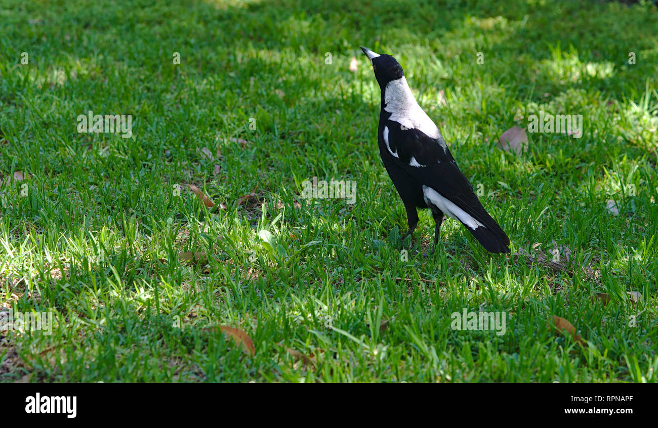 Magpies bird hires stock photography and images Alamy