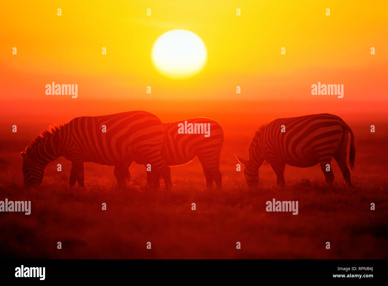 Africa sunset plains zebra hi-res stock photography and images - Alamy