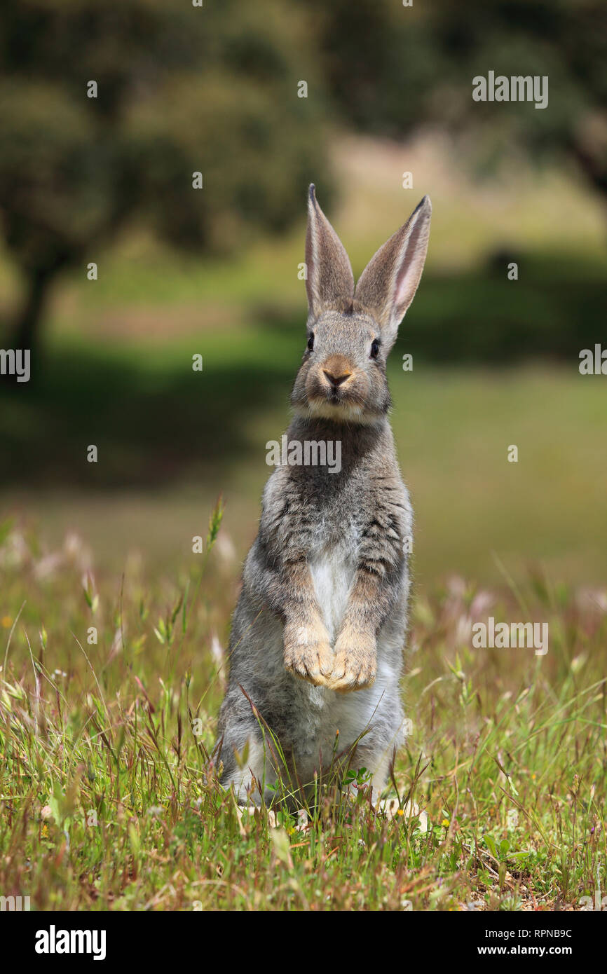 zoology / animals, mammal (mammalia), European rabbit, Oryctolagus cuniculus, Spain, Additional-Rights-Clearance-Info-Not-Available Stock Photo
