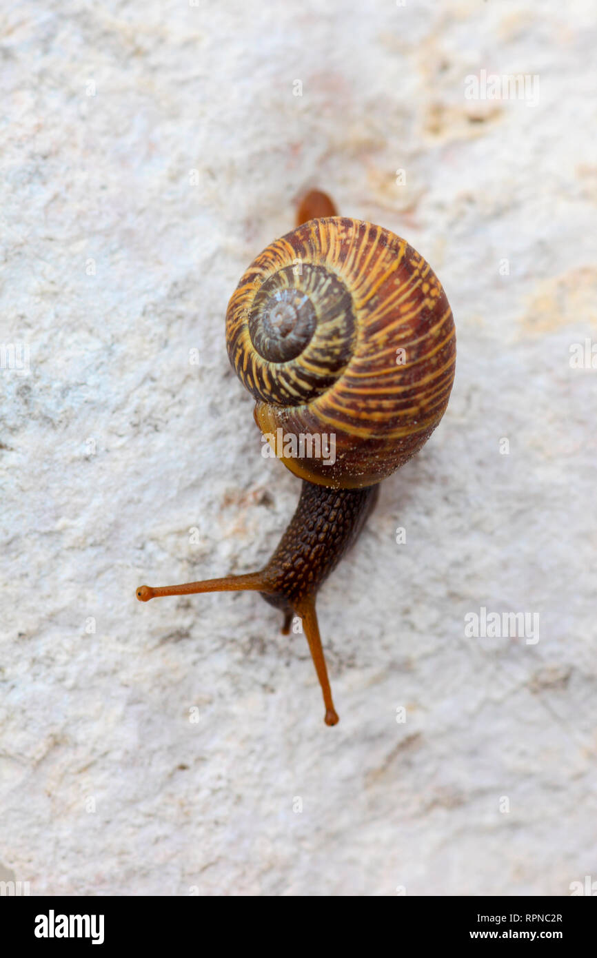 zoology / animals, mollusc (Mollusca), brown House of / escargot, Dolomites, Italy, Additional-Rights-Clearance-Info-Not-Available Stock Photo