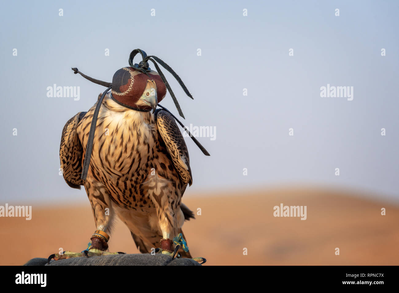 Falcon with a leather hood. Falconry show in the desert near Dubai, United Arab Emirates Stock Photo
