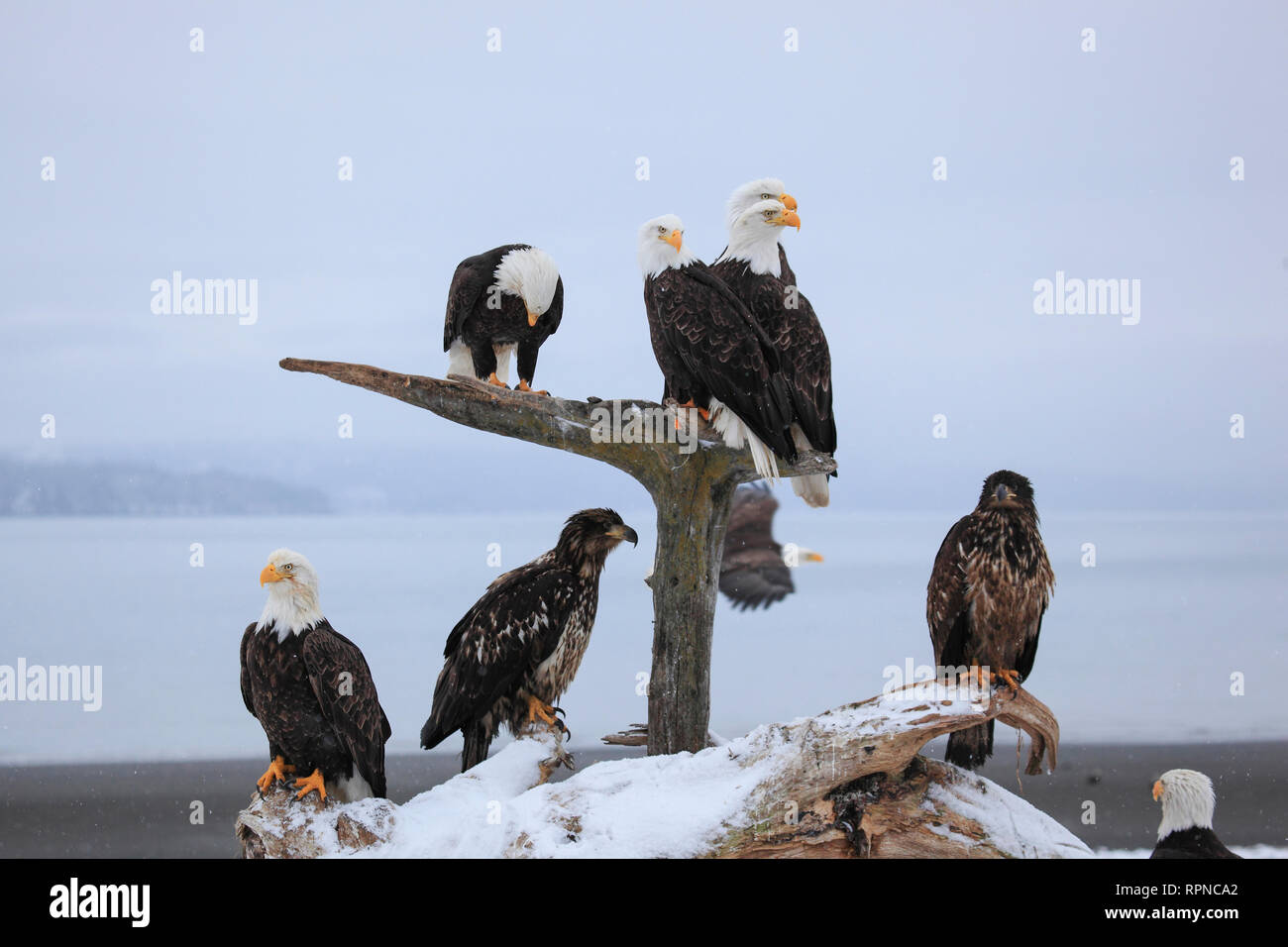 zoology / animals, avian / bird (aves), Bald Eagle, Haliaeetus leucocephalus, Homer, Kenai Peninsula, , Additional-Rights-Clearance-Info-Not-Available Stock Photo