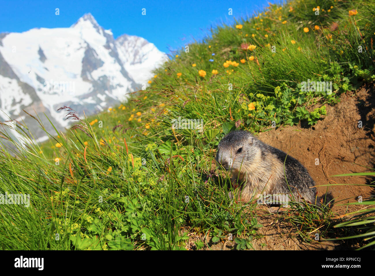 Marmot clearance hotsell