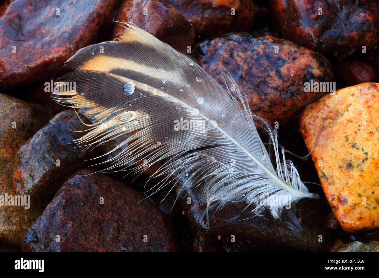 zoology / animals, avian / bird (aves), feather on stones, Additional-Rights-Clearance-Info-Not-Available Stock Photo
